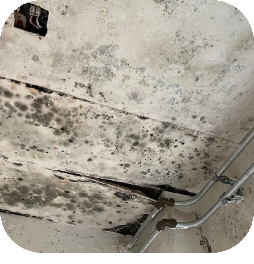 Vocht en schimmel Blog.png